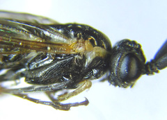 Strongylogaster mixta