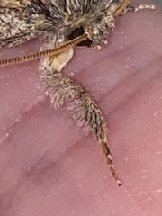 Peridea basitriens