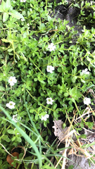 Bacopa monnieri