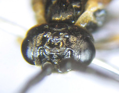 Strongylogaster mixta