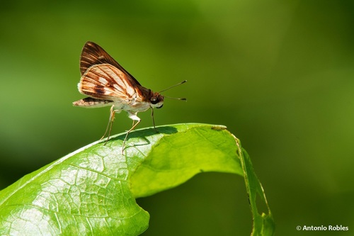 Fabulous Skipper (Troyus fabulosus)