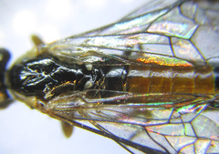 Strongylogaster mixta