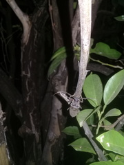 Enaphalodes hispicornis