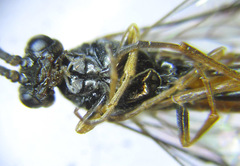Strongylogaster mixta