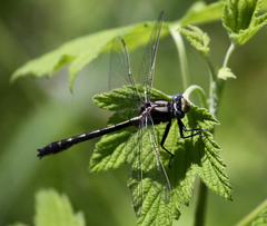 Phanogomphus borealis