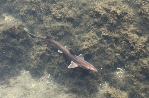 Photo of Brown smooth-hound (Mustelus henlei)