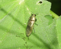 Agaeocera scintillans