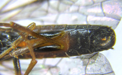 Strongylogaster mixta