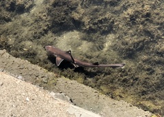 Mustelus henlei