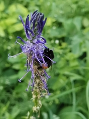 Phyteuma persicifolium