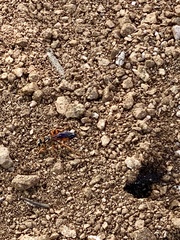 Sphex ichneumoneus