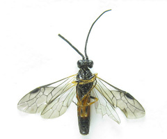 Strongylogaster mixta