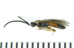 Strongylogaster mixta