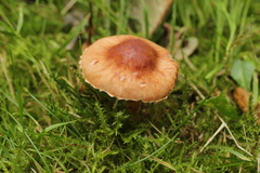 Limacella delicata glioderma