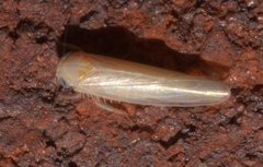 Balclutha neglecta