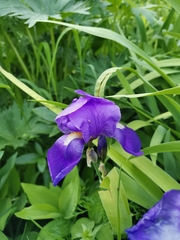 Iris pallida cengialti