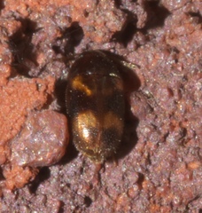Litargus