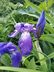 Iris pallida cengialti