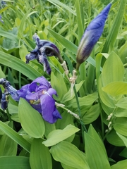 Iris pallida cengialti