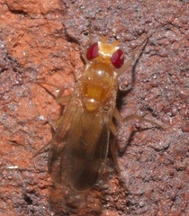 Sobarocephala