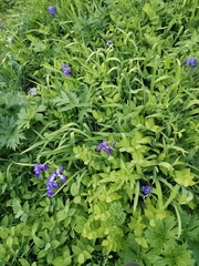 Iris pallida cengialti