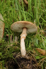 Limacella delicata glioderma