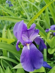 Iris pallida cengialti