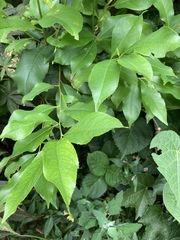 Magnoliopsida