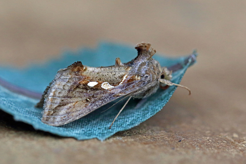 Chrysodeixis acuta (Walker)