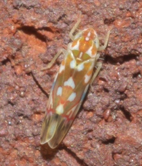 Erythroneura reflecta