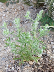 Cryptantha mexicana