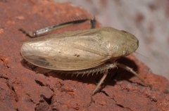 Negosiana dualis