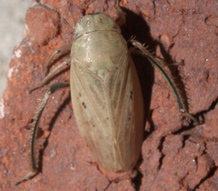 Negosiana dualis