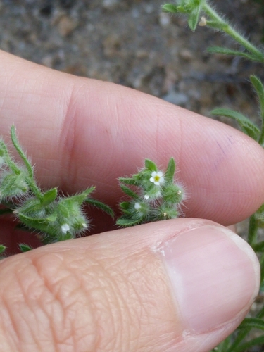 Image of Johnstonella mexicana by (c) Alison Northup, some rights reserved (CC BY)