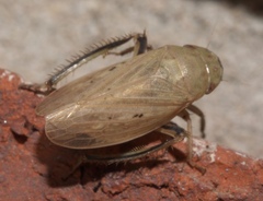 Negosiana dualis