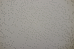 Limacella delicata glioderma