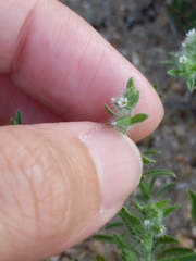Cryptantha mexicana