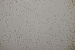 Limacella delicata glioderma