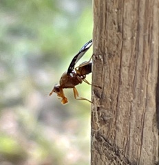 Diacrita