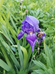 Iris pallida cengialti