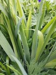 Iris pallida cengialti