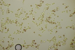 Limacella delicata glioderma