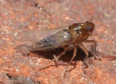 Pissonotus