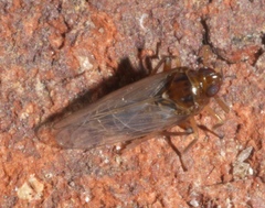 Pissonotus