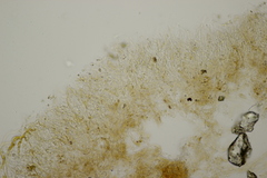 Limacella delicata glioderma