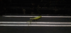 Mantis religiosa