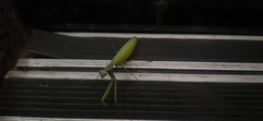 Mantis religiosa