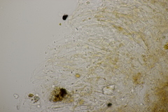 Limacella delicata glioderma