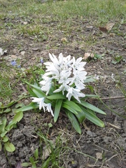 Scilla mischtschenkoana