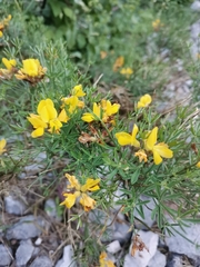 Genista radiata